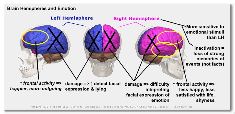 brain
            hemispheres and emotion