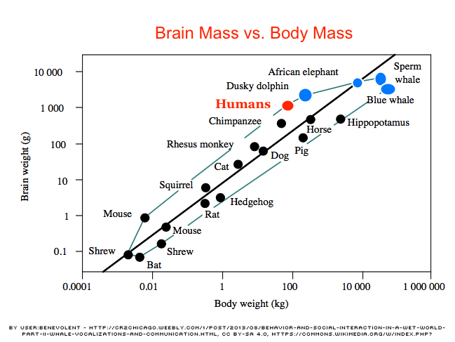 Brain vs. Body Mass