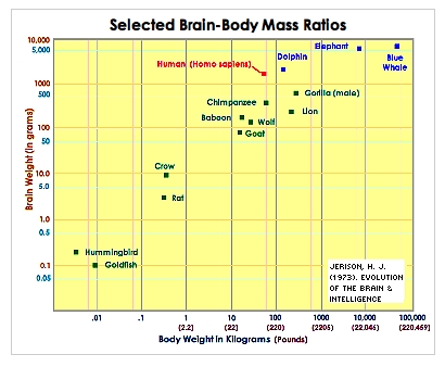 Brain Body Ratio