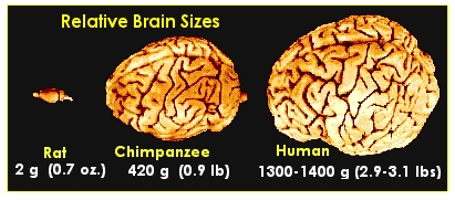 [Brain Sizes]