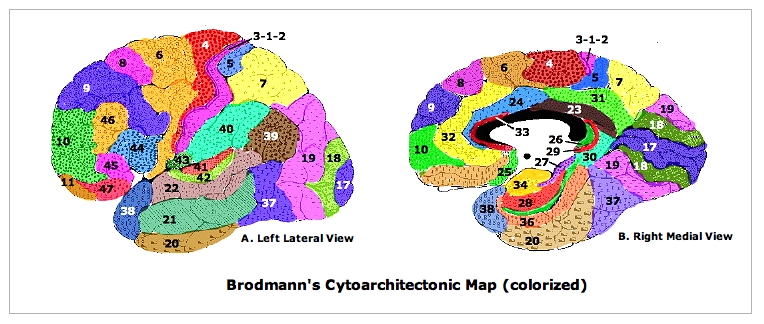 Brodmann's original map