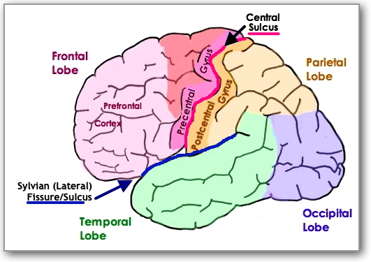 Cerebral
                Cortex (Left Hemisphere)