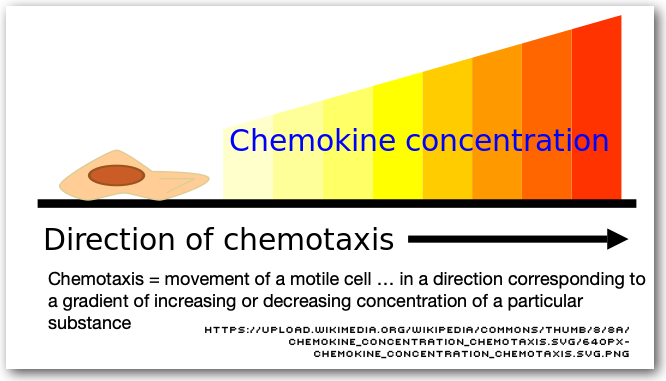 chemokine-chemotaxis