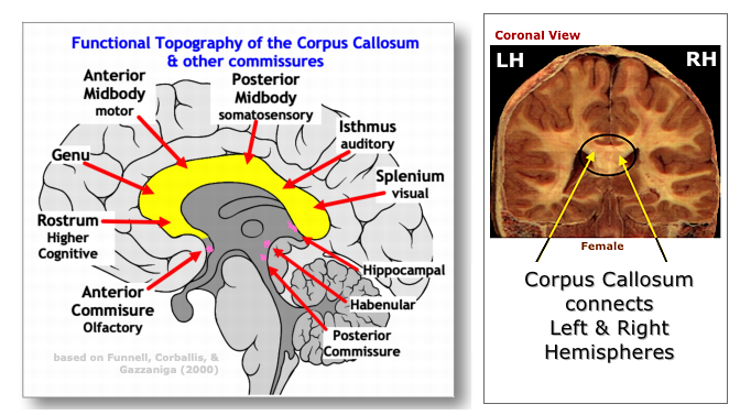 Topography of Corpus Callosum