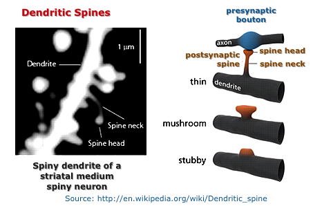 Dendritic
              spines