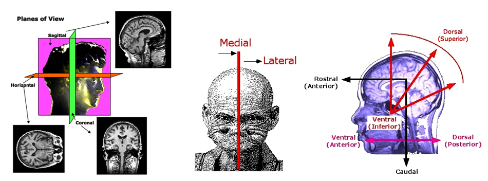 Directions in the Nervous System