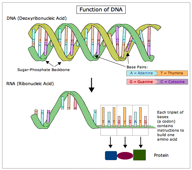 Function of DNA