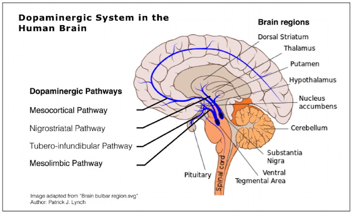 Dopamine Systems in the Brain