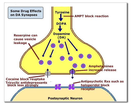 Drug Effects on Dopamine Synapses