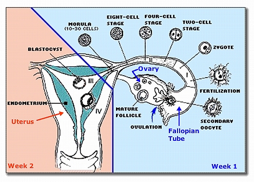 Early
                  development