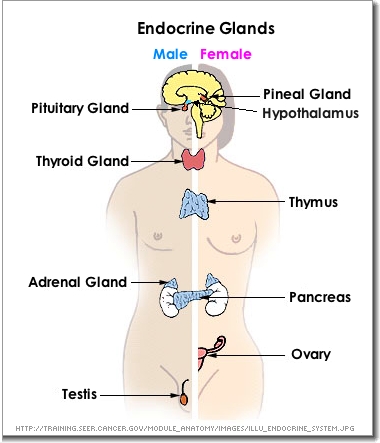 Endocrine Glands