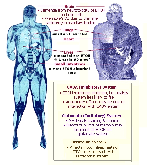 [Effects
          of ETOH on body]