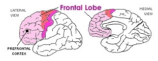 [Frontal Lobe]