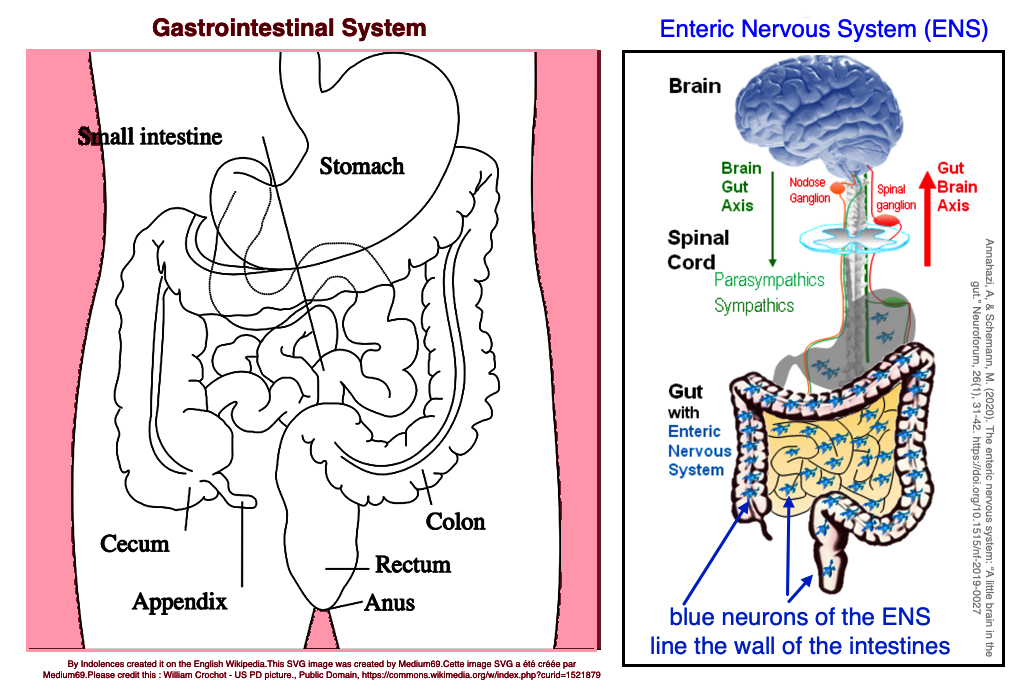 GI Tract and Enteric
                Nervous System