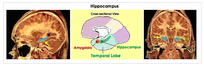 Hippocampus