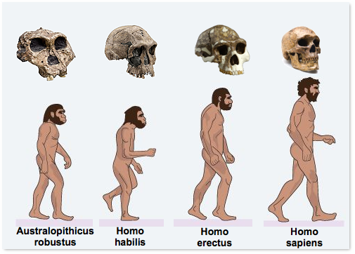 Early hominins vs.
            homo sapiens