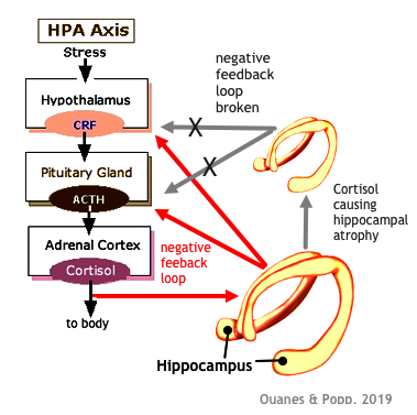 hpa axis and
            hippocampus