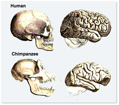 Human vs.
            Chimpanzee Brain