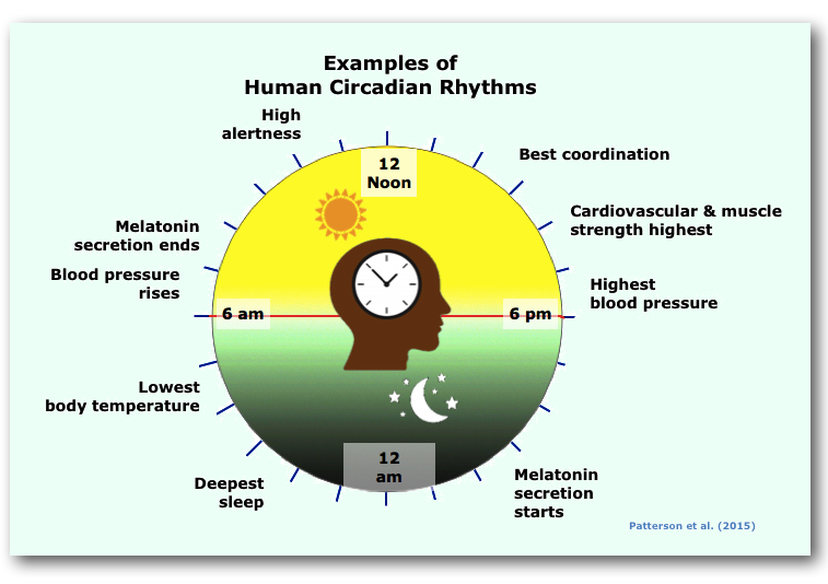 Human circadian
              rhythms