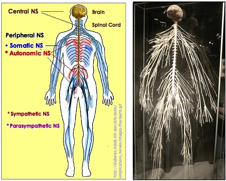 Human Nervous
                System
