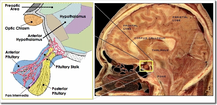 Hypopituitary
              System