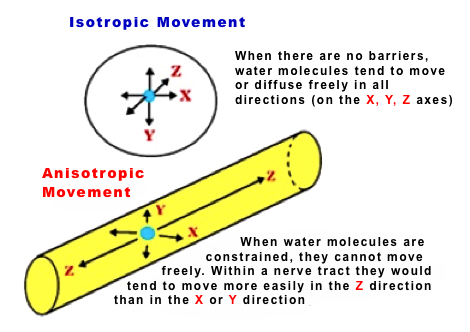 Isotropic
                  vs. anisotropic movement