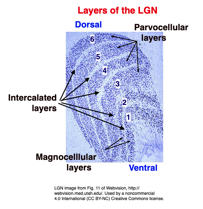 Layers of
            the Lateral Geniculate Nucleus LGN