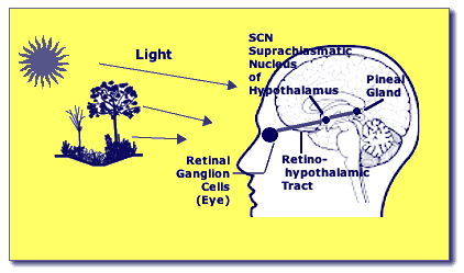 Light
                  Brain Sleep