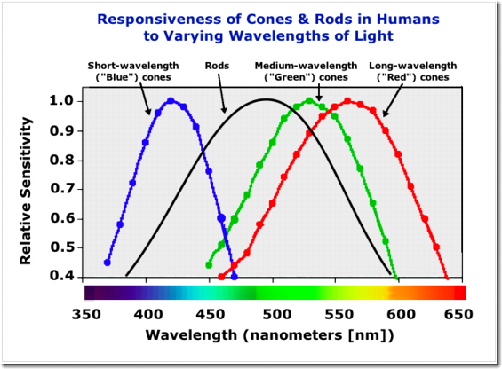 [Rod & Cone Responsiveness to
            Different Wavelengths]