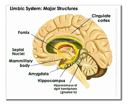 limbic system