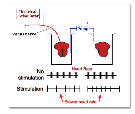 Otto Loewi's
              Experiment on Vagusstoff