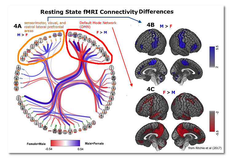 Male-Femail Brain Connectivity