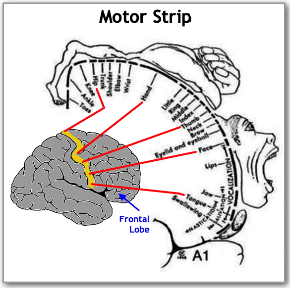 Motor Strip