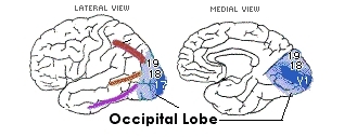 [Occipital Lobe]