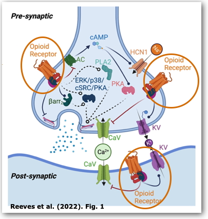 opioid receptor