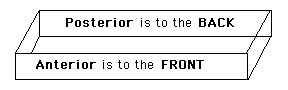 [Anterior/Posterior]