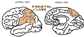 Parietal Lobe