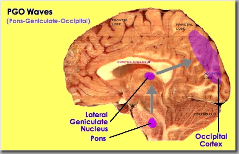 [PGO
            Waves in Brain]