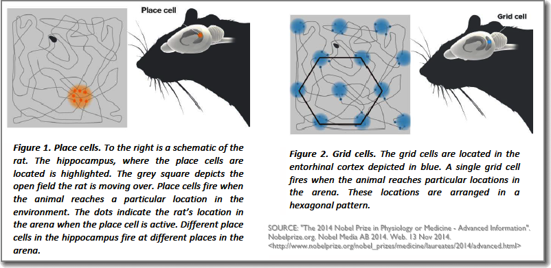 Place-Grid cells