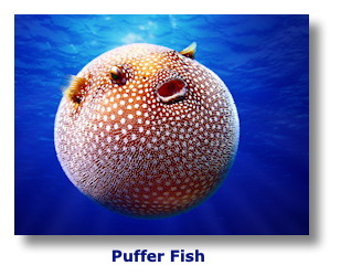 Puffer Fish
