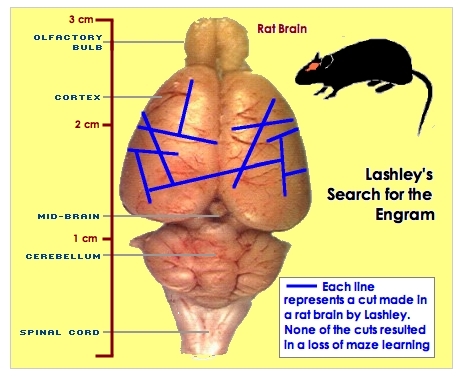 Lashley's Failed Attempt
          on the Rat Brain