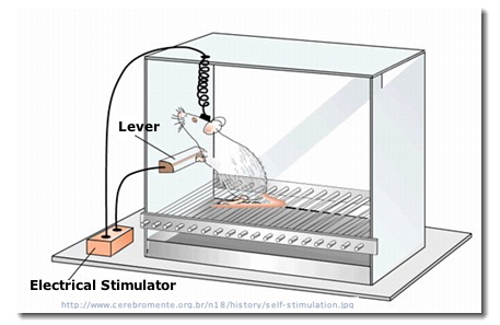 Self-stimulation in rat