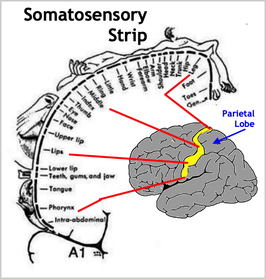 Somatosensory Strip