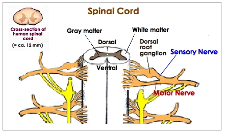 Spinal cord