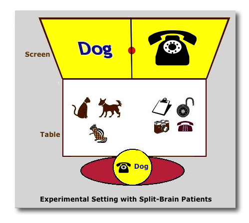 Split-Brain Experiment
