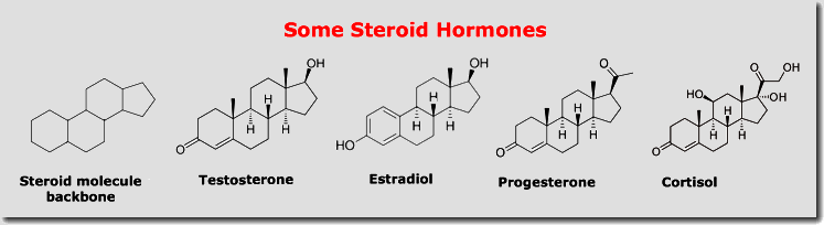 steroid hormones