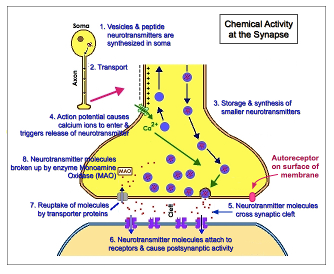 Chemical Activity at the Synapse