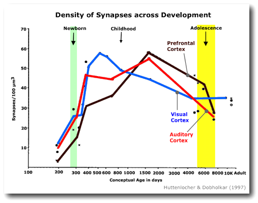 Synaptic
            development
