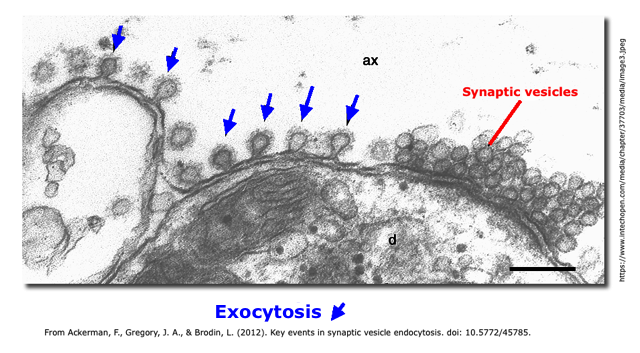 synaptic
            exocytosis