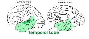 [Temporal Lobe]